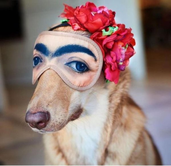 животное смешное