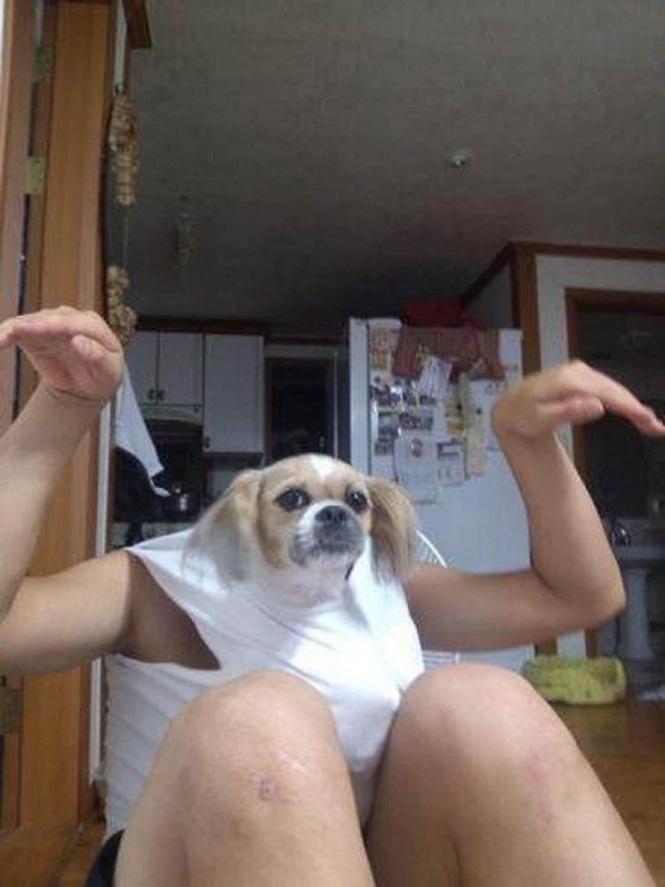 забавные картинки