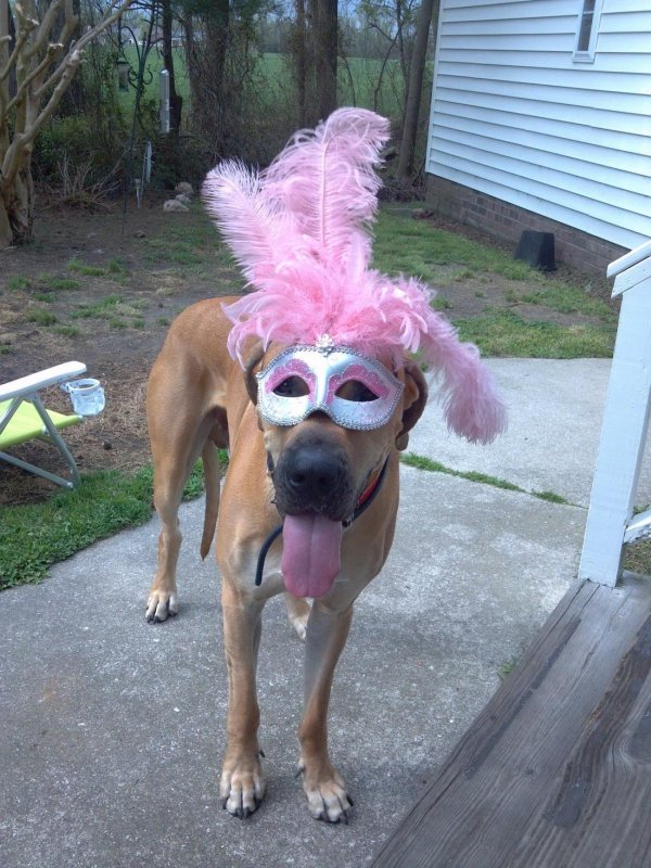 смешные фотки с собаками