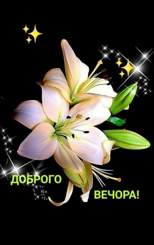 лилии цветок