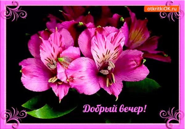 цветы добрый вечер