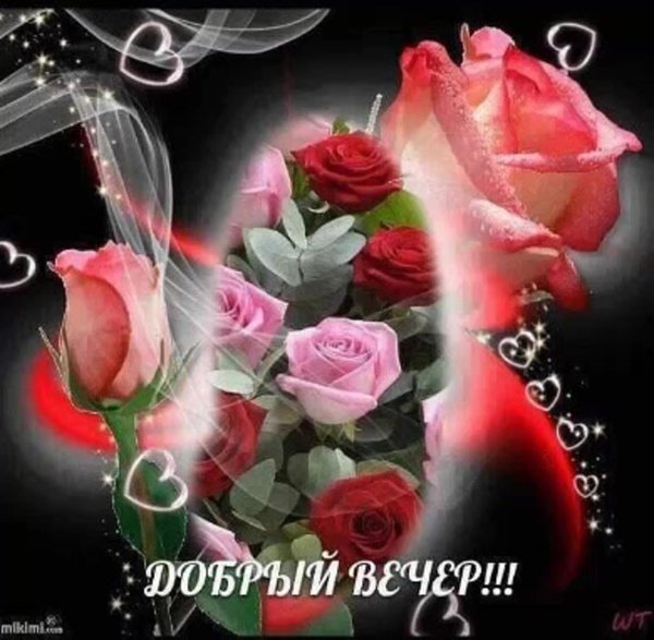 розы добрый вечер
