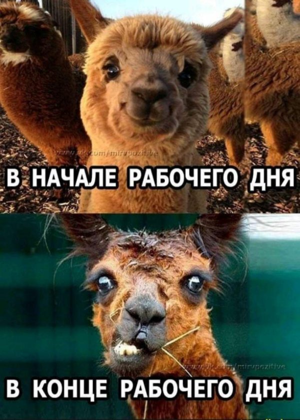 животное лама