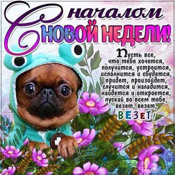 милые мопсы