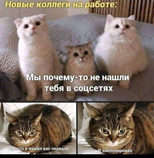 котики милые