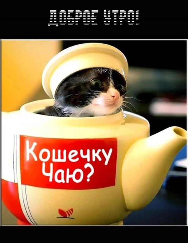 доброго утра котенок