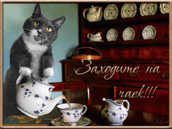 котик наливает чай
