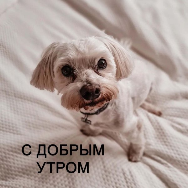 доброе утро ржачные до слез