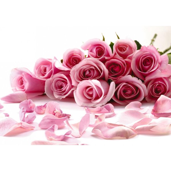 сиреневая роза