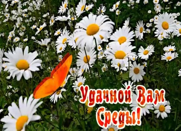 день ромашек 24 июня