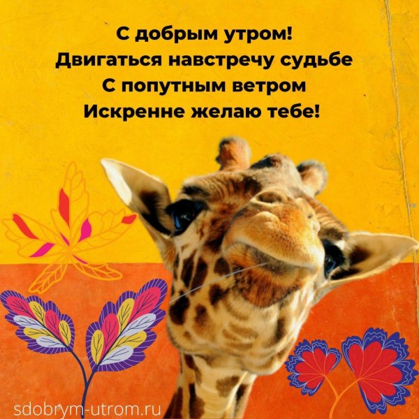 животное жираф