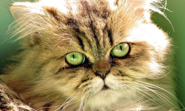 персидская кошка