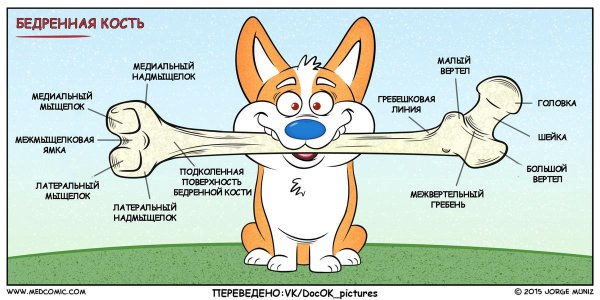 смешная кость
