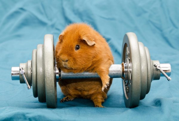 морская свинка