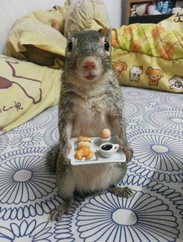 смешная белка