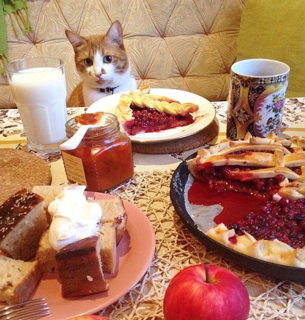 котики с едой