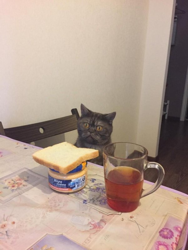 прикольный обед