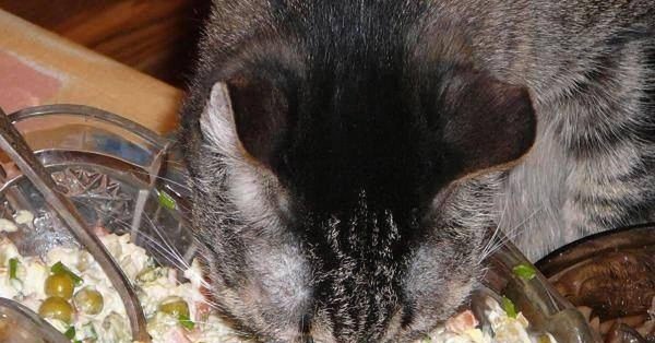 салат оливье