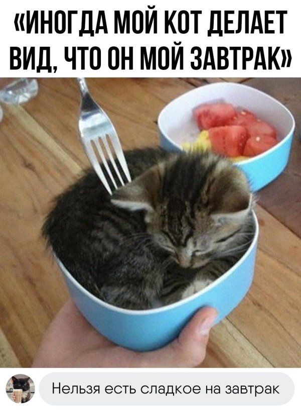 кот в тарелке