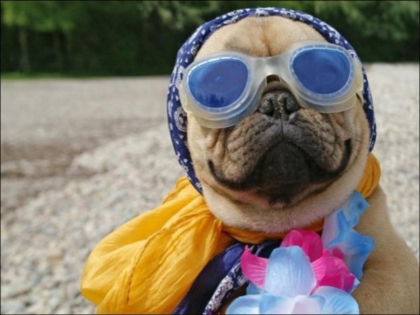 крутой мопс