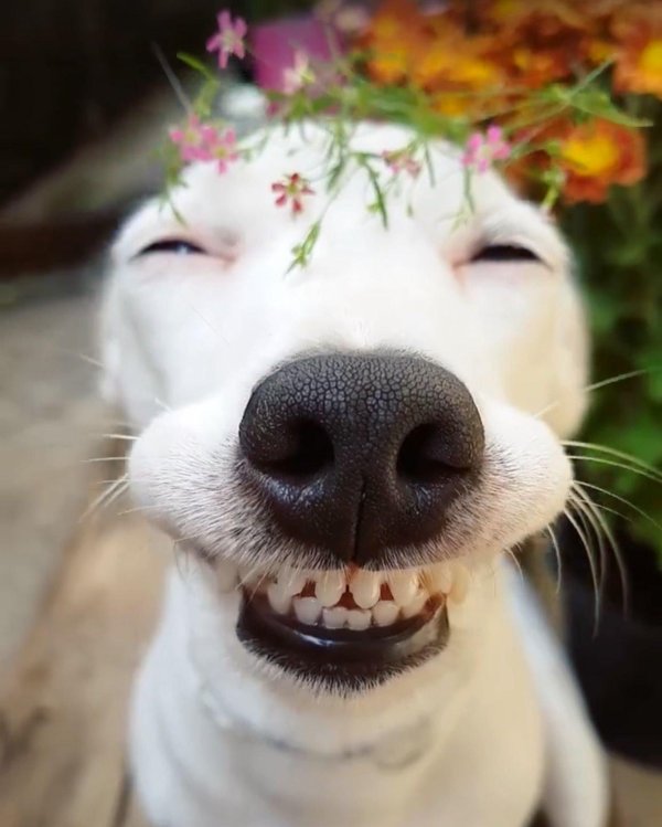 улыбка собаки