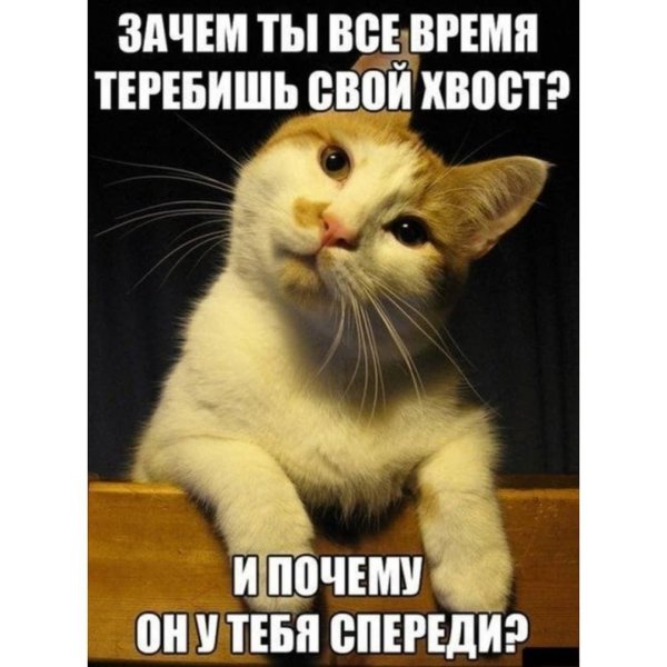 меме котики