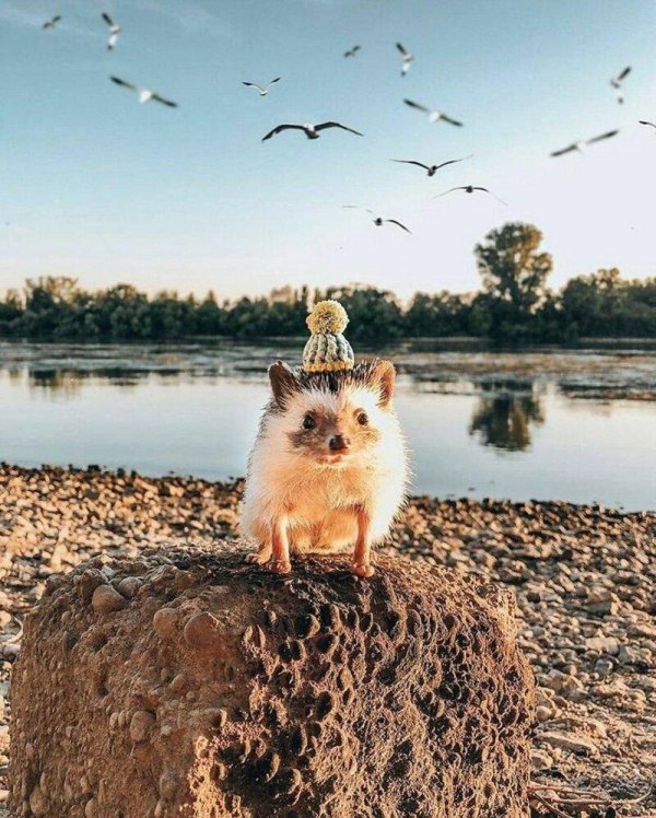 ежик путешественник