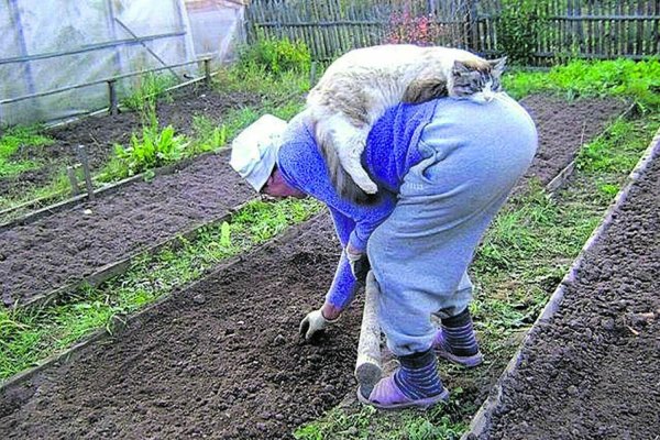 огород юмор