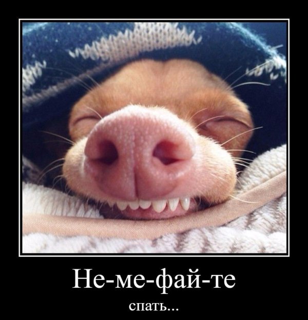 милые домашние животные