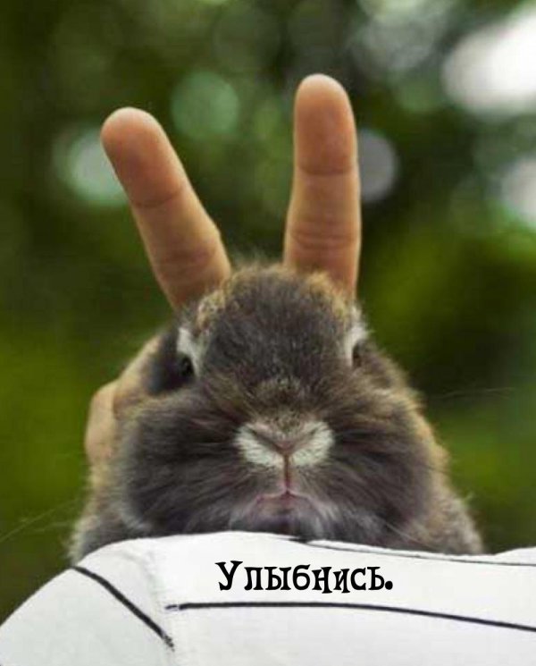 кролики милые