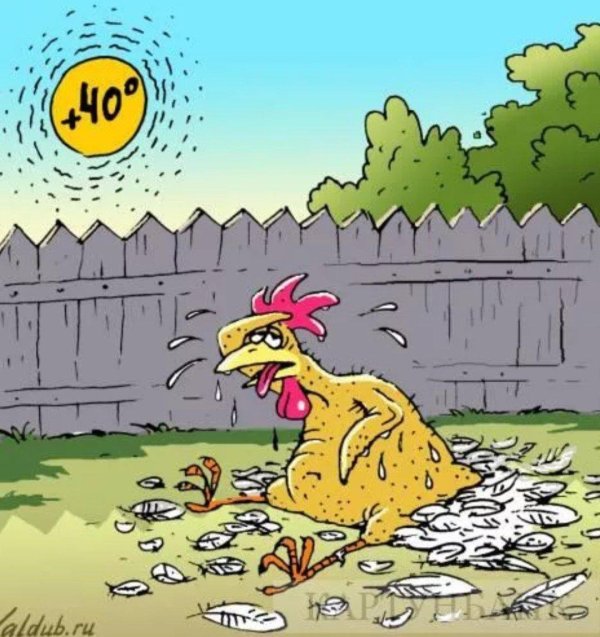 куры карикатура