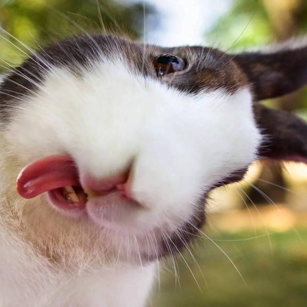 веселый кролик