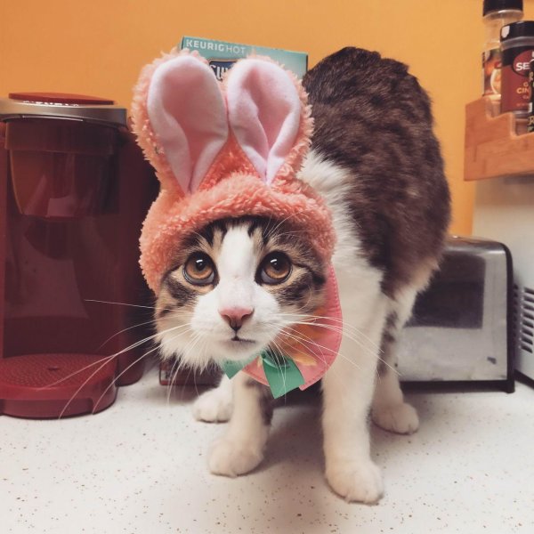 веселая кошка