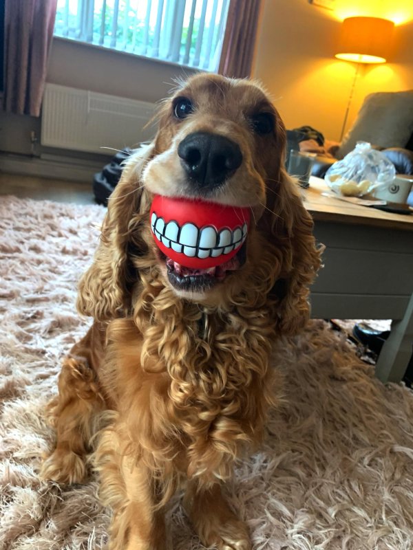 намордник для собак