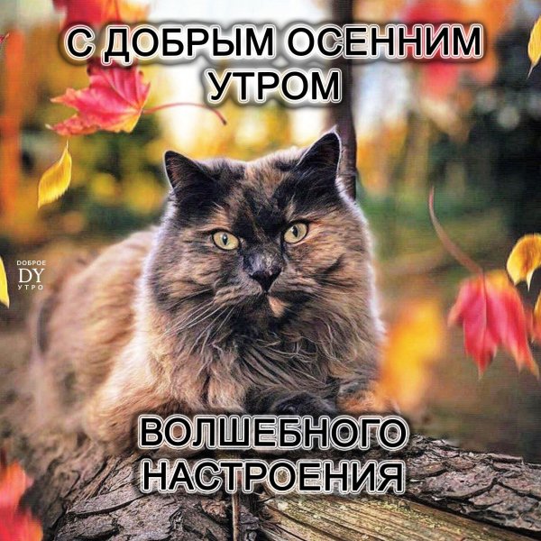 осень кот