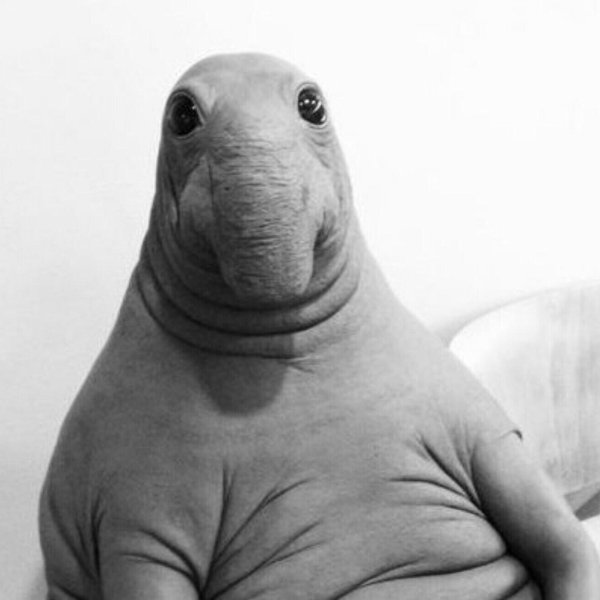 режим ждуна