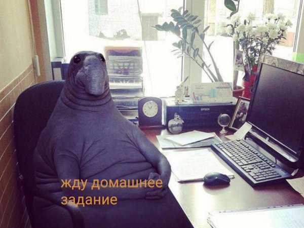 ждун у компа