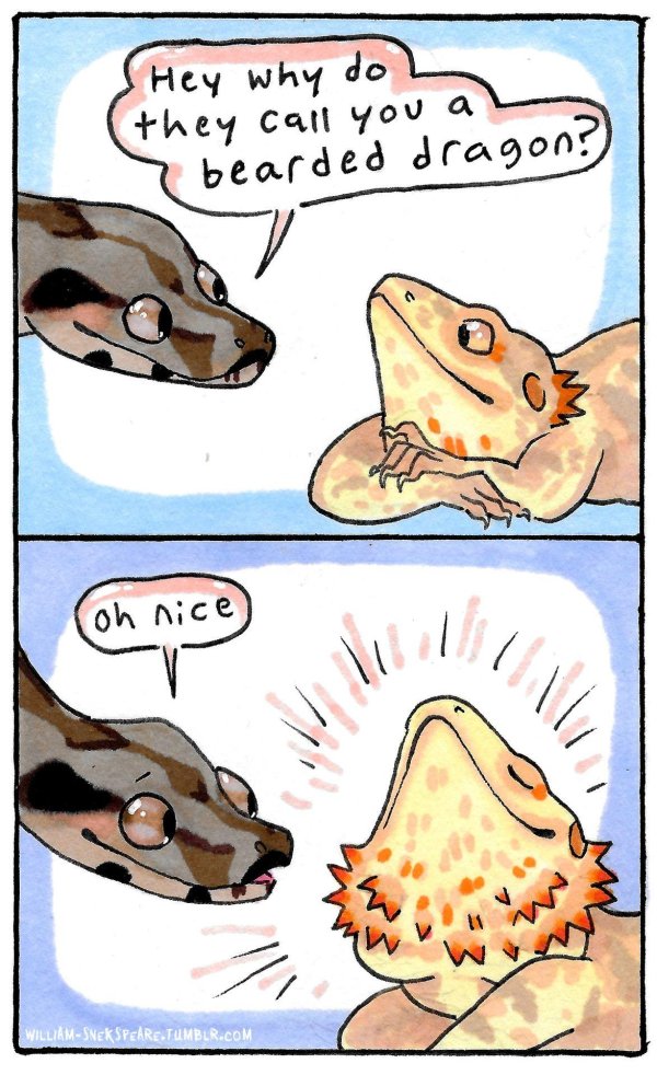 рептилии шутки