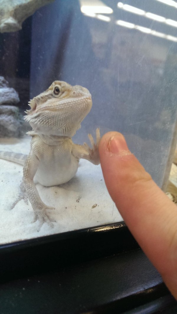 милые рептилии