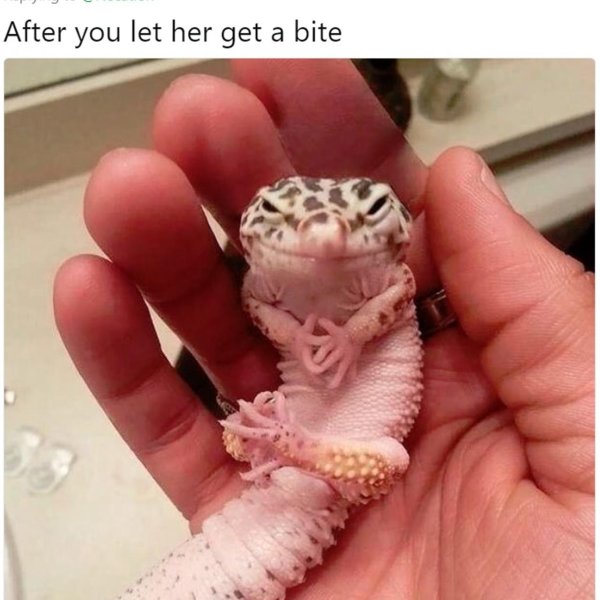 эублефар геккон