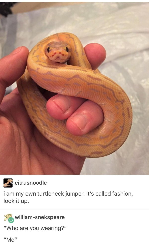 королевские питоны