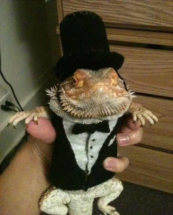 бородатая агама