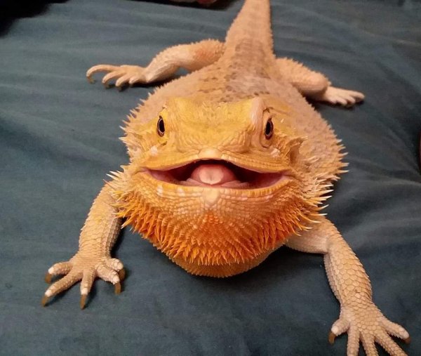 бородатая агама