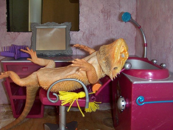 bearded dragon