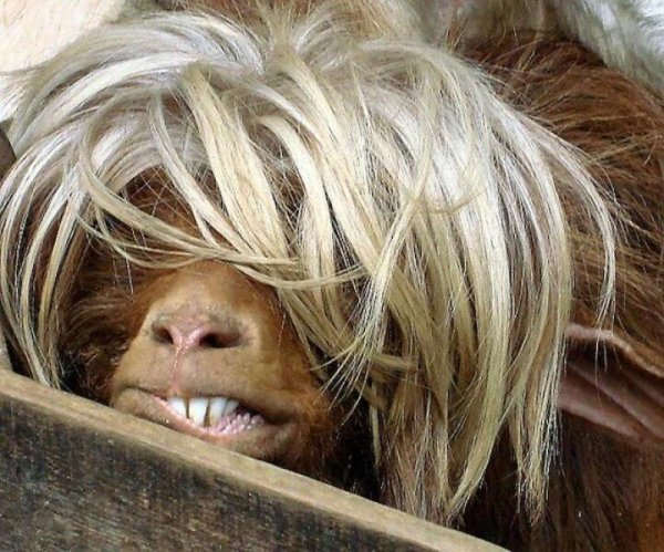 лохматая девочка