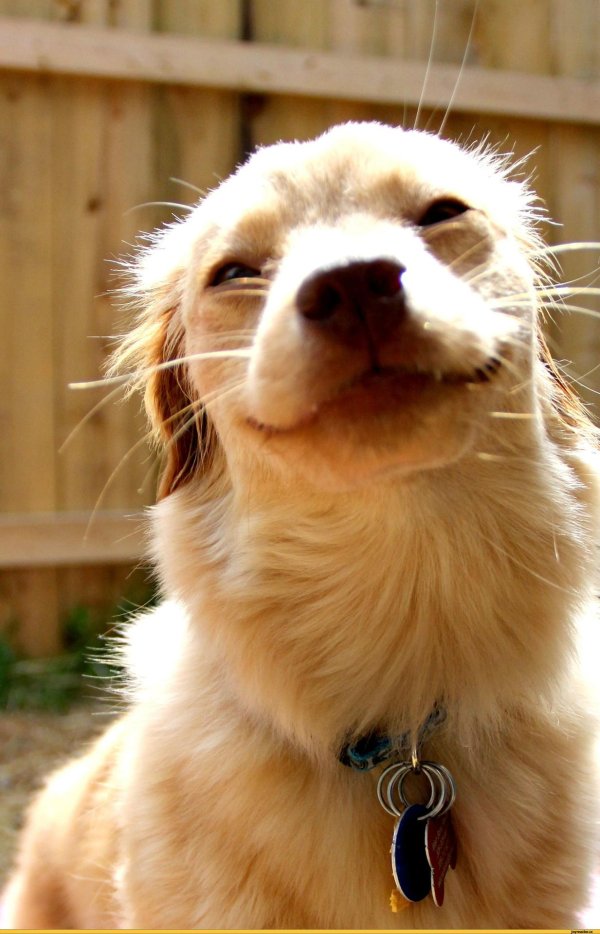 счастливая собака