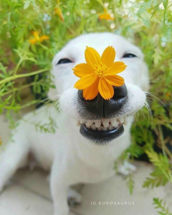 улыбака собака