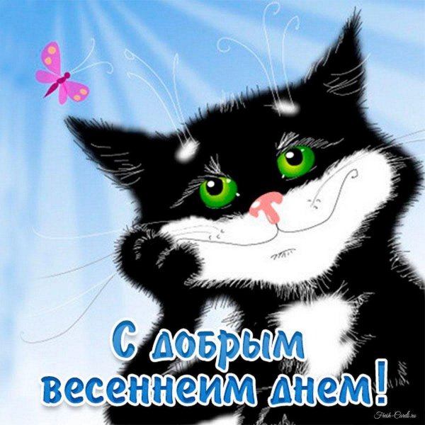 добрый весенний день котик