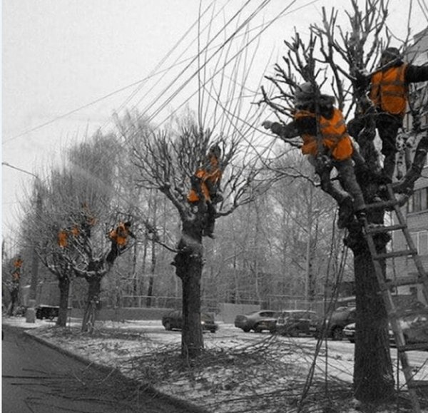 обрезка дерева