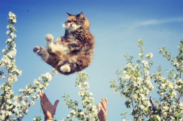 кот радуется весне